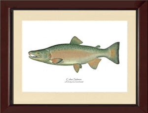 Coho Salmon - Breeding Male