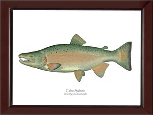 Coho Salmon - Breeding Male