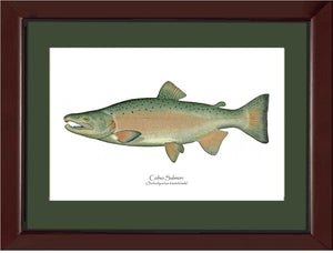 Coho Salmon - Breeding Male