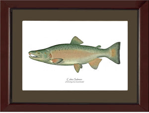 Coho Salmon - Breeding Male