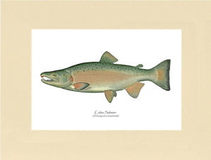 Coho Salmon - Breeding Male
