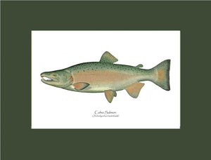 Coho Salmon - Breeding Male