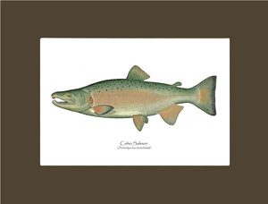 Coho Salmon - Breeding Male
