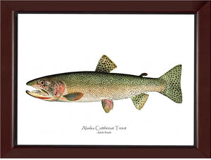 Alaska Cutthroat - Charting Nature