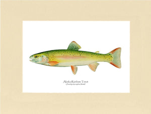 Alaskan Rainbow Trout - Charting Nature