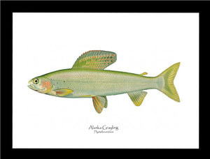 Alaska Grayling - Charting Nature