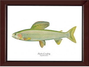 Alaska Grayling - Charting Nature