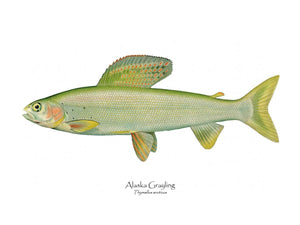 Alaska Grayling - Charting Nature