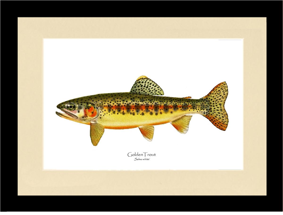 Golden Trout Vintage Wall Art Fish Print
