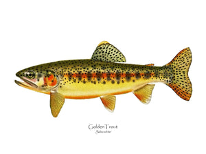 Antique Fish Print: Golden Trout