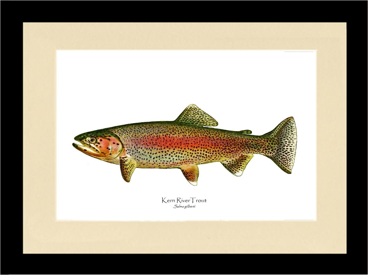 Kern River Trout | Wall Art Fish Print Vintage Wall Art Fish Print