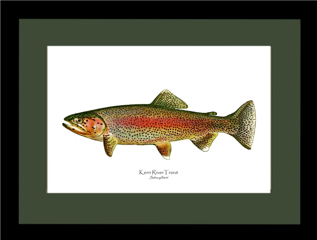 Kern River Trout | Wall Art Fish Print Vintage Wall Art Fish Print