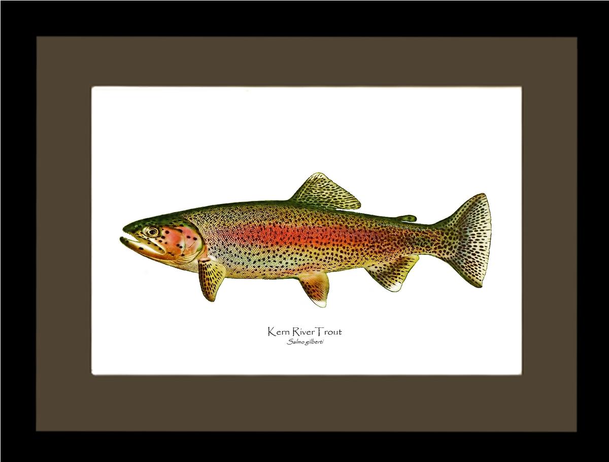 Kern River Trout | Wall Art Fish Print Vintage Wall Art Fish Print