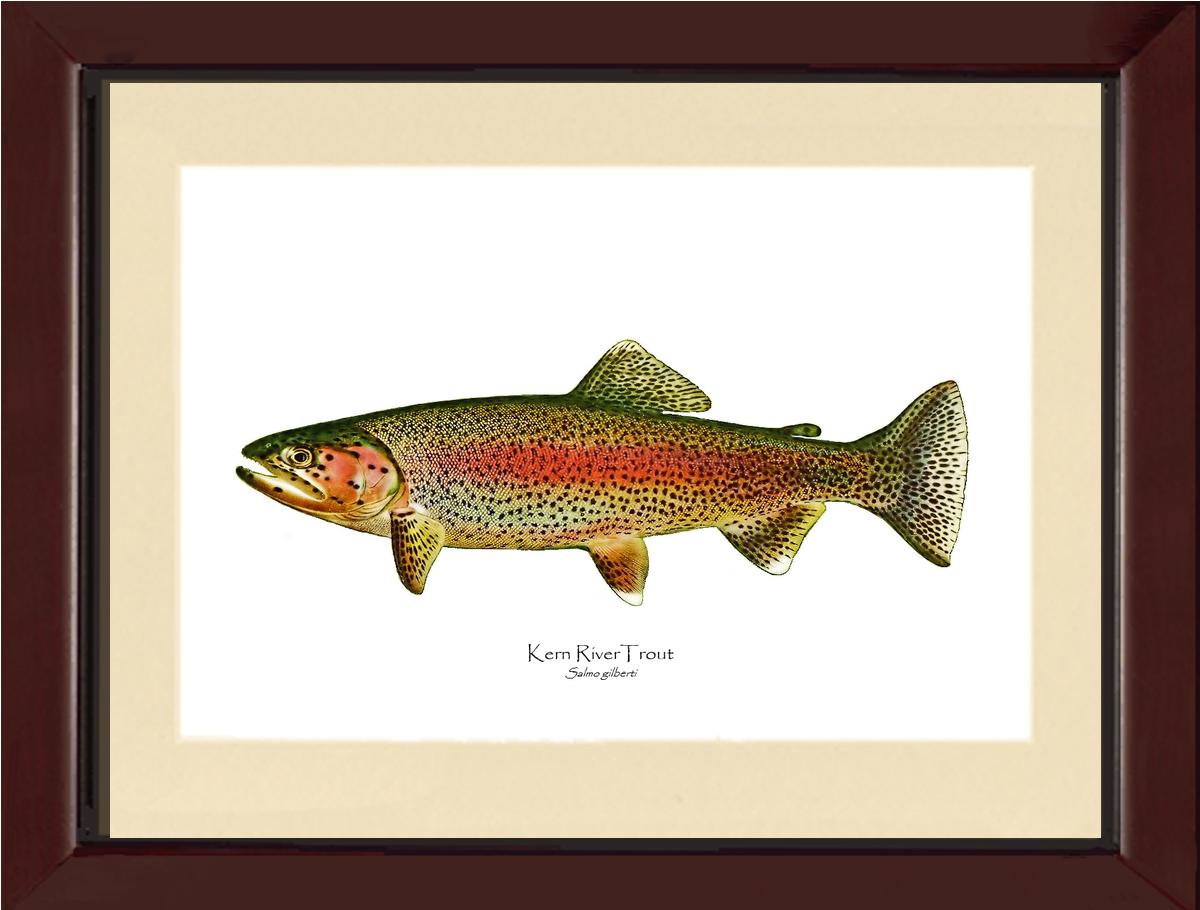 Kern River Trout | Wall Art Fish Print Vintage Wall Art Fish Print