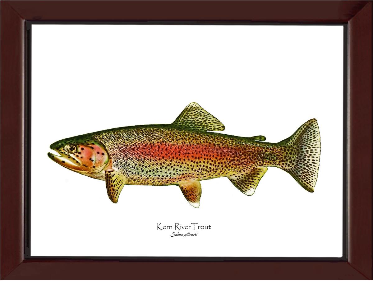 Kern River Trout | Wall Art Fish Print Vintage Wall Art Fish Print