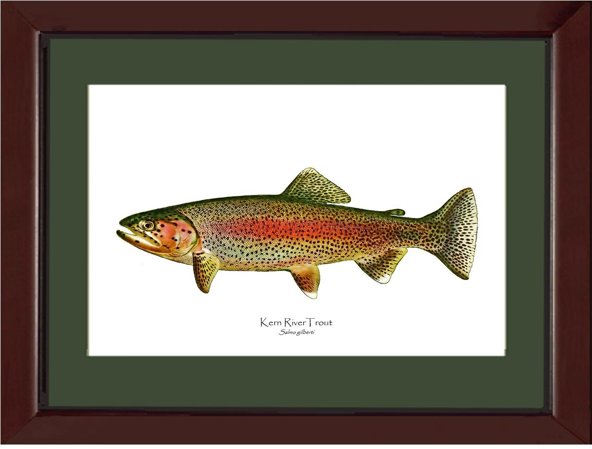 Kern River Trout | Wall Art Fish Print Vintage Wall Art Fish Print