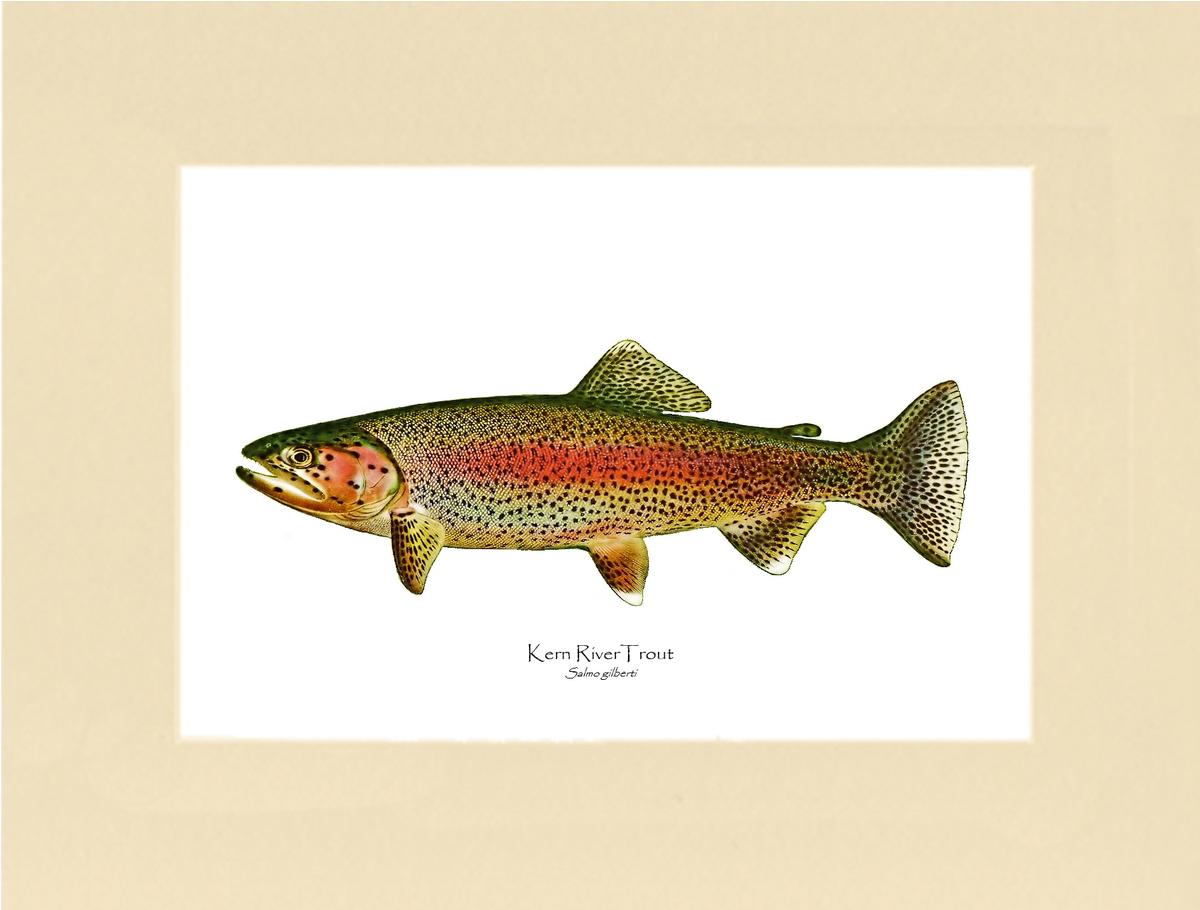 Kern River Trout | Wall Art Fish Print Vintage Wall Art Fish Print