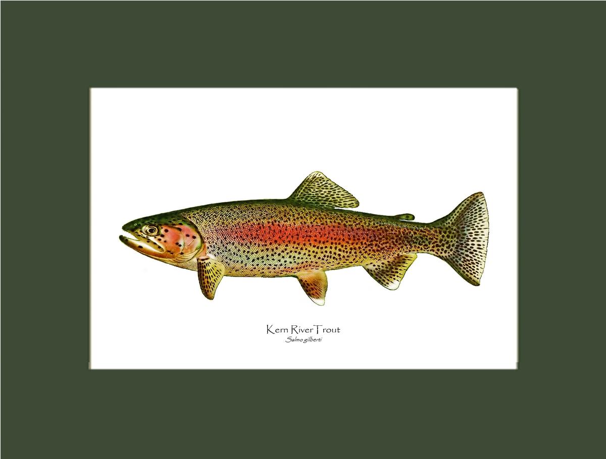 Kern River Trout | Wall Art Fish Print Vintage Wall Art Fish Print