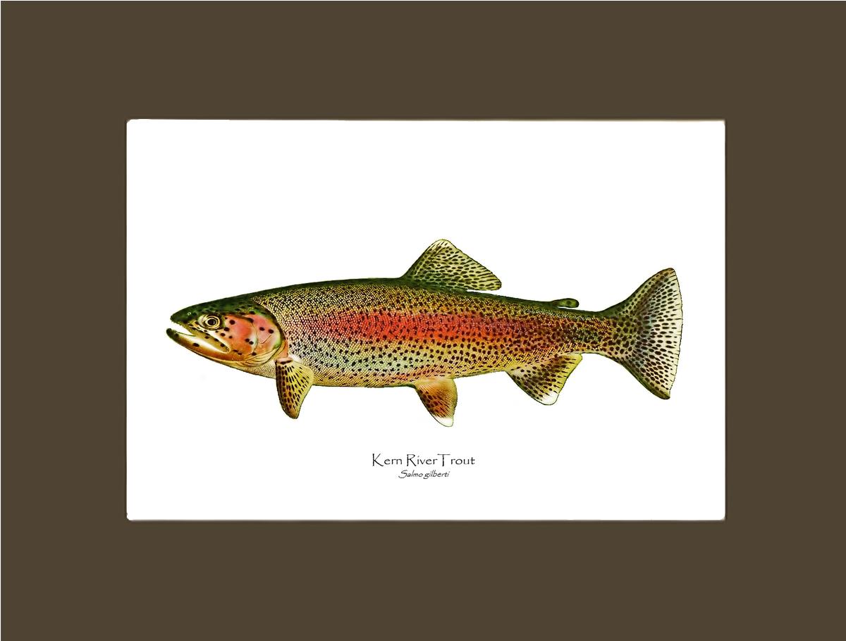 Kern River Trout | Wall Art Fish Print Vintage Wall Art Fish Print