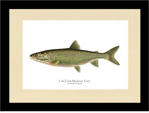 Lake Trout - Mackinaw Trout