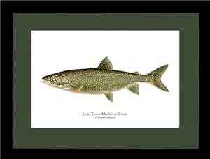 Lake Trout - Mackinaw Trout