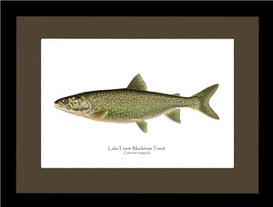 Lake Trout - Mackinaw Trout