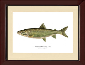 Lake Trout - Mackinaw Trout