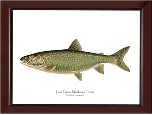 Lake Trout - Mackinaw Trout