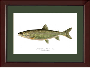 Lake Trout - Mackinaw Trout