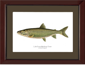 Lake Trout - Mackinaw Trout