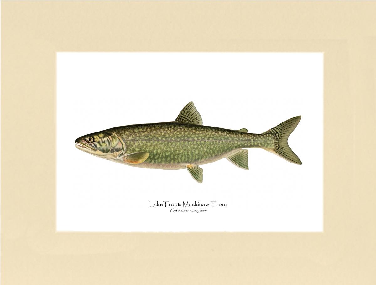 Mackinaw trout on sale