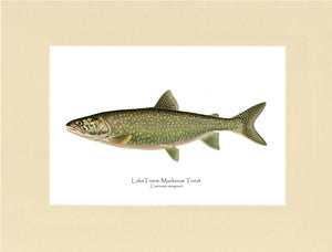 Lake Trout - Mackinaw Trout