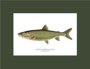 Lake Trout - Mackinaw Trout