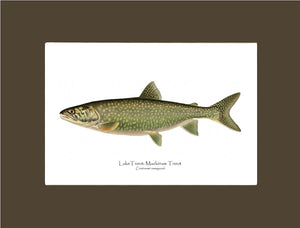 Lake Trout - Mackinaw Trout