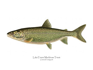 Antique Fish Print: Lake Trout - Mackinaw Trout