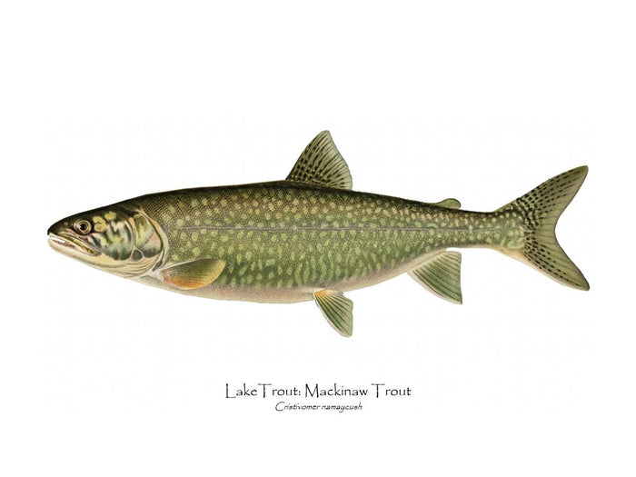 Lake Trout - Mackinaw Trout