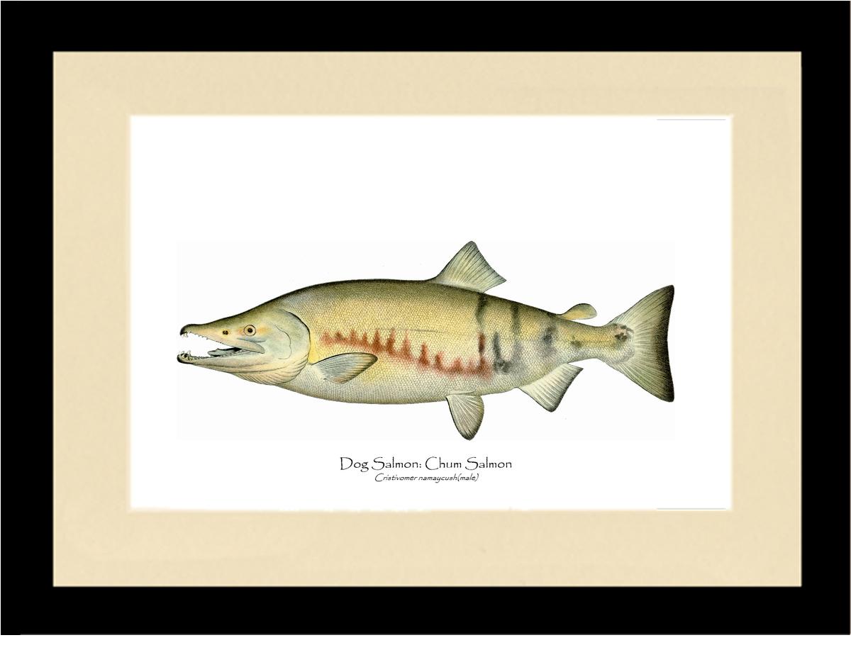 Dog Salmon - Breeding Male Vintage Wall Art Fish Print