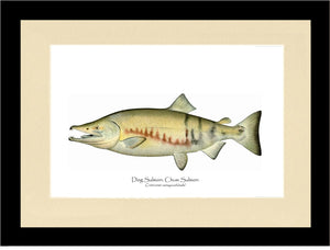 Dog Salmon - Breeding Male