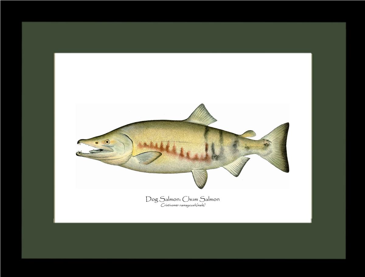 Dog Salmon - Breeding Male Vintage Wall Art Fish Print