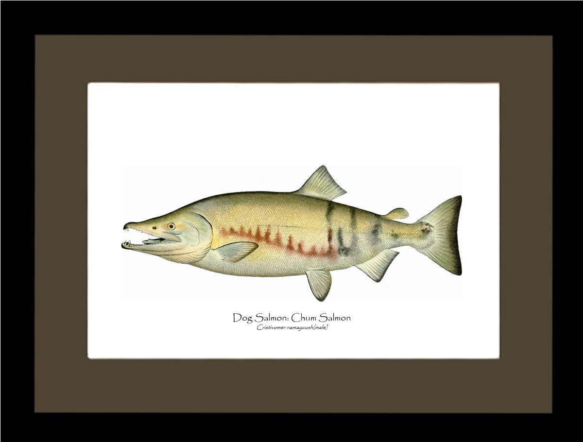 Dog Salmon - Breeding Male Vintage Wall Art Fish Print