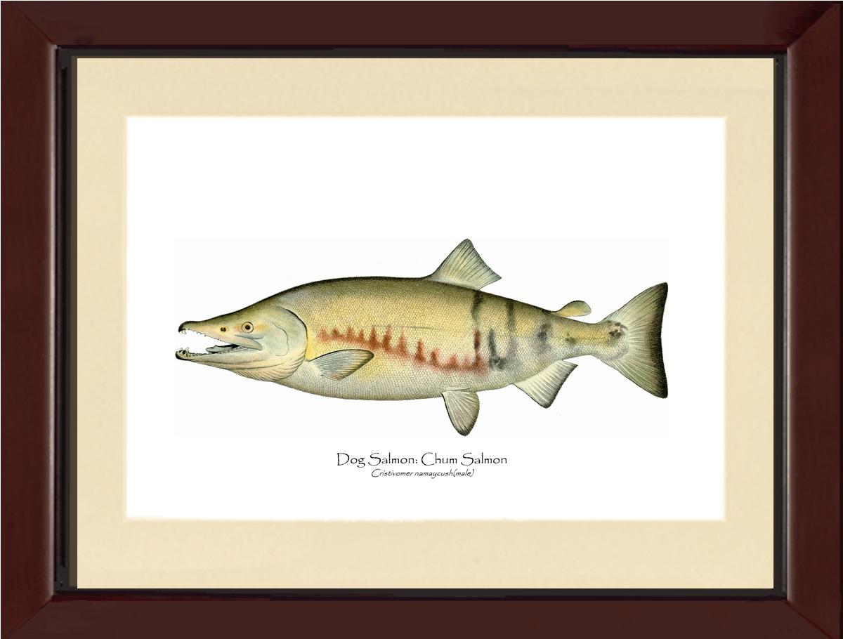 Dog Salmon - Breeding Male Vintage Wall Art Fish Print