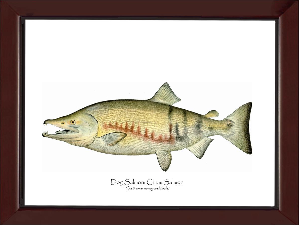 Dog Salmon - Breeding Male Vintage Wall Art Fish Print