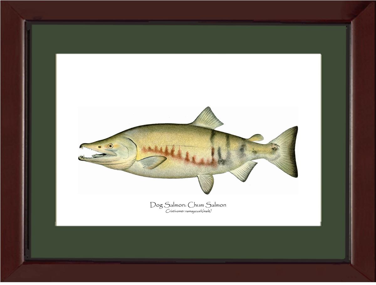 Dog Salmon - Breeding Male Vintage Wall Art Fish Print