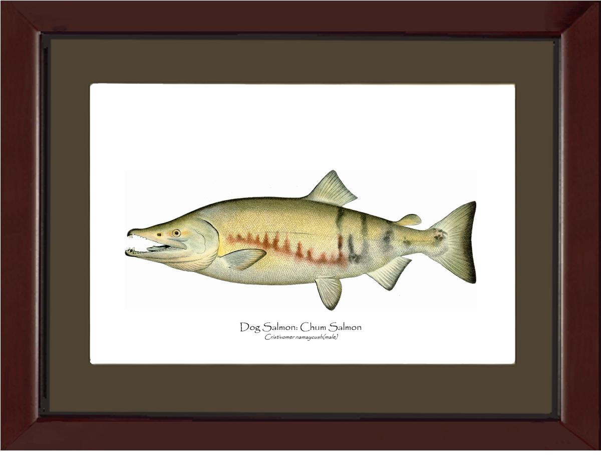 Dog Salmon - Breeding Male Vintage Wall Art Fish Print