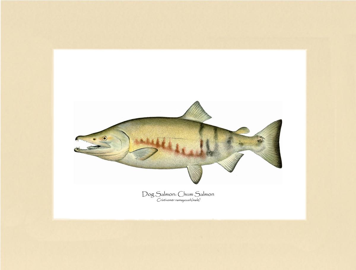 Dog Salmon - Breeding Male Vintage Wall Art Fish Print