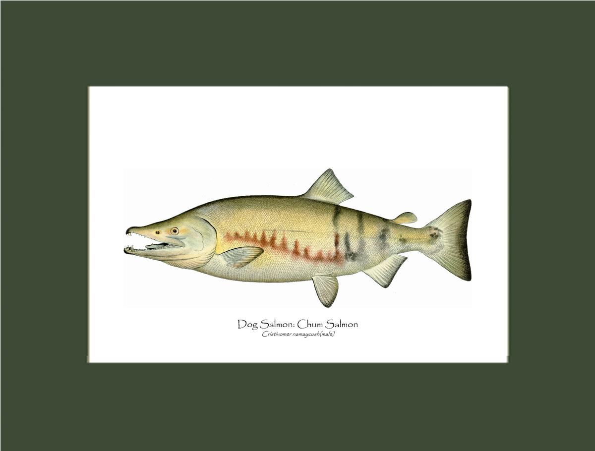 Dog Salmon - Breeding Male Vintage Wall Art Fish Print