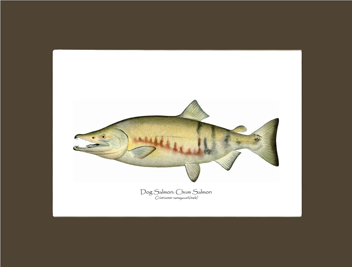 Dog Salmon - Breeding Male Vintage Wall Art Fish Print