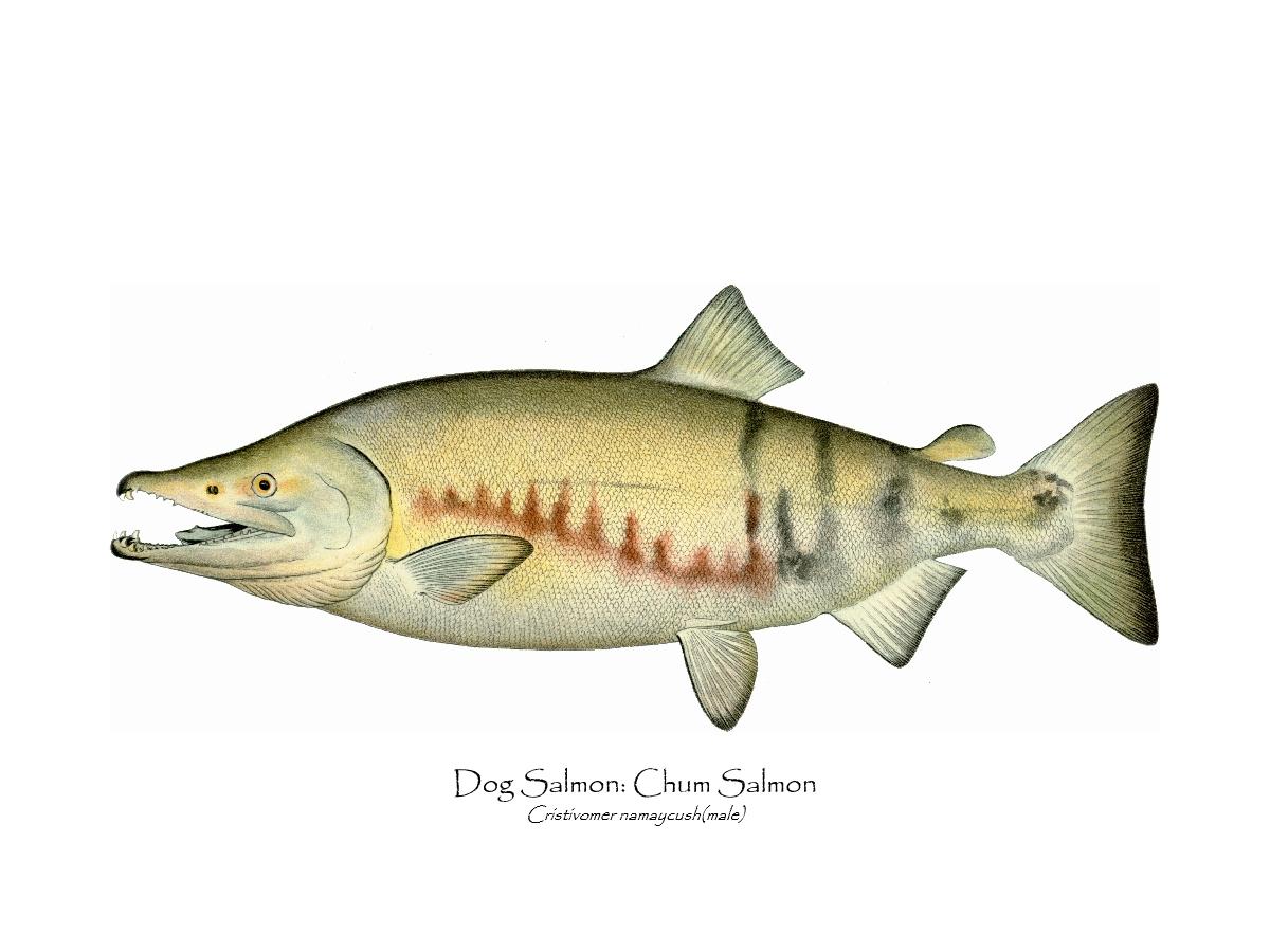 Antique Fish Print: Dog Salmon - Breeding Mal