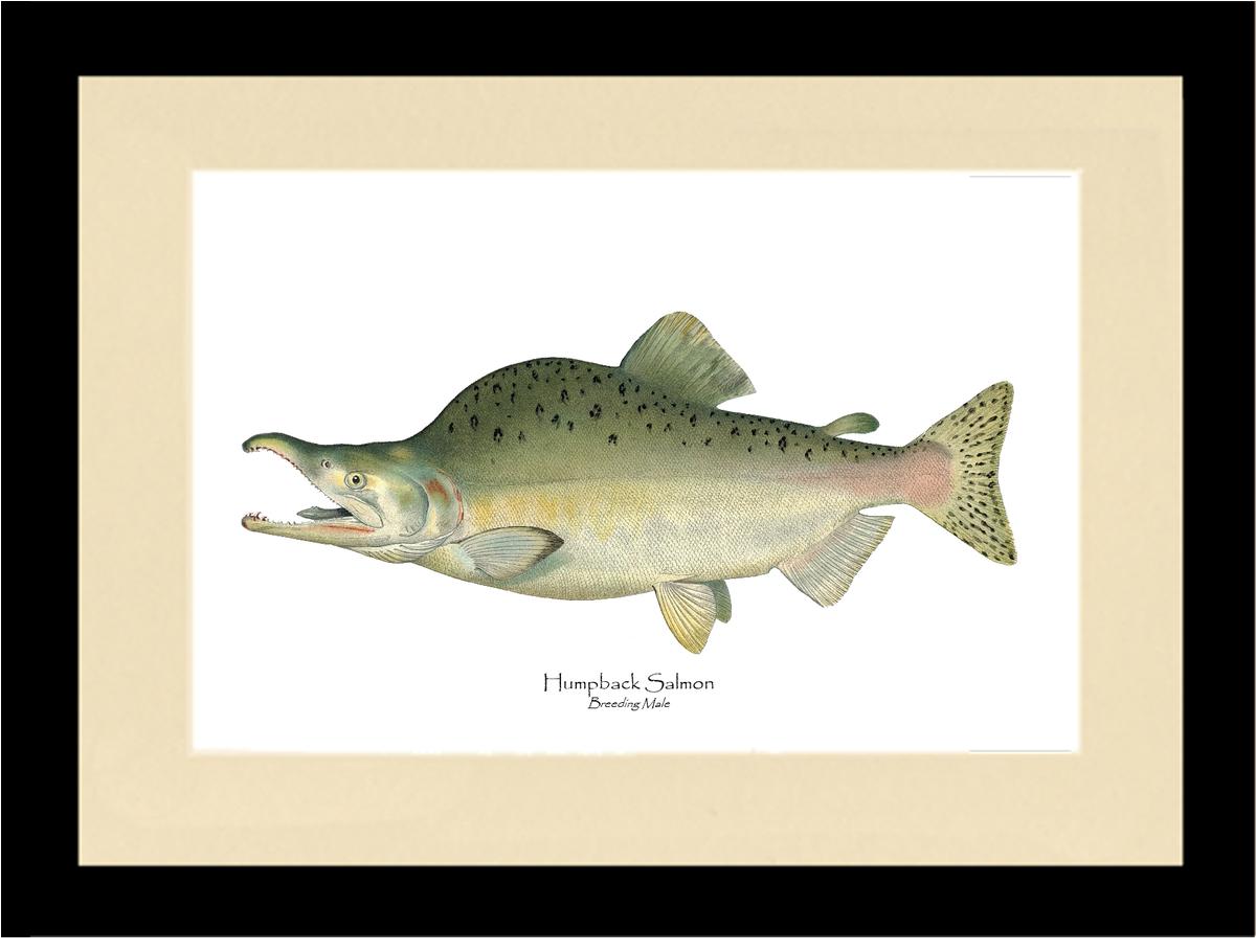 Humpback Salmon - Breeding Vintage Wall Art Fish Print