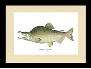 Humpback Salmon - Breeding